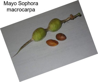 Mayo Sophora macrocarpa