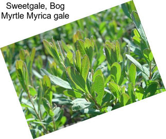 Sweetgale, Bog Myrtle Myrica gale