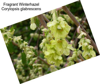 Fragrant Winterhazel Corylopsis glabrescens