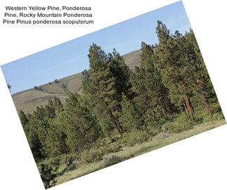 Western Yellow Pine, Ponderosa Pine, Rocky Mountain Ponderosa Pine Pinus ponderosa scopulorum