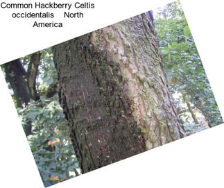 Common Hackberry Celtis occidentalis    North America