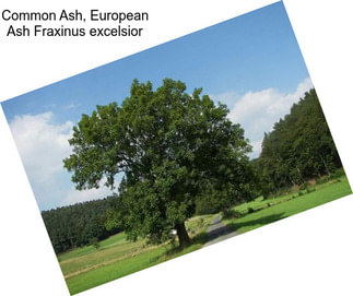 Common Ash, European Ash Fraxinus excelsior