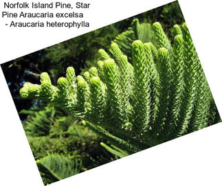 Norfolk Island Pine, Star Pine Araucaria excelsa     - Araucaria heterophylla