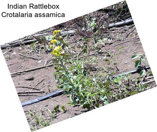 Indian Rattlebox Crotalaria assamica