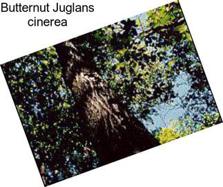 Butternut Juglans cinerea