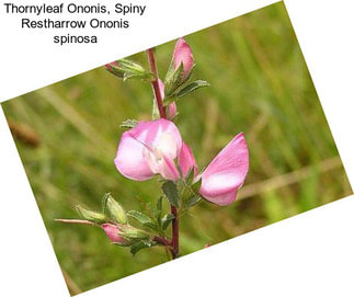 Thornyleaf Ononis, Spiny Restharrow Ononis spinosa