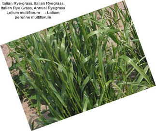 Italian Rye-grass, Italian Ryegrass, Italian Rye Grass, Annual Ryegrass Lolium multiflorum     - Lolium perenne multiflorum