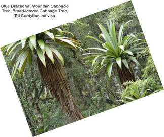 Blue Dracaena, Mountain Cabbage Tree, Broad-leaved Cabbage Tree, Toi Cordyline indivisa