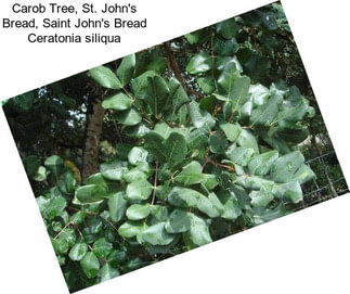 Carob Tree, St. John\'s Bread, Saint John\'s Bread Ceratonia siliqua