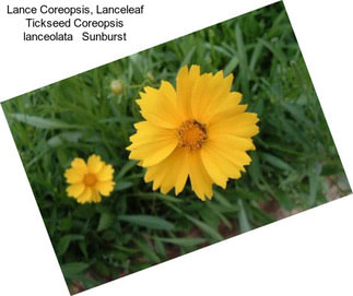 Lance Coreopsis, Lanceleaf Tickseed Coreopsis lanceolata   Sunburst