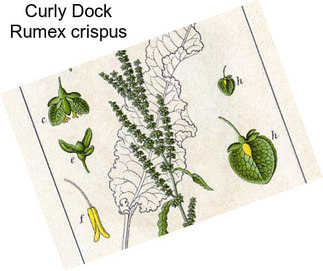 Curly Dock Rumex crispus