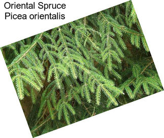 Oriental Spruce Picea orientalis