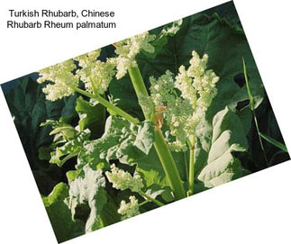 Turkish Rhubarb, Chinese Rhubarb Rheum palmatum