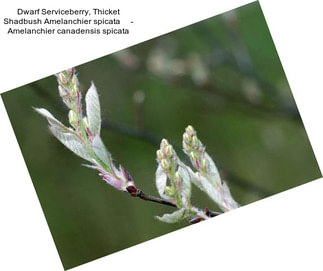 Dwarf Serviceberry, Thicket Shadbush Amelanchier spicata     - Amelanchier canadensis spicata