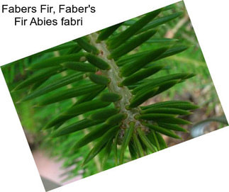 Fabers Fir, Faber\'s Fir Abies fabri