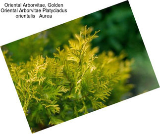 Oriental Arborvitae, Golden Oriental Arborvitae Platycladus orientalis   Aurea