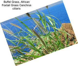 Buffel Grass, African Foxtail Grass Cenchrus ciliaris