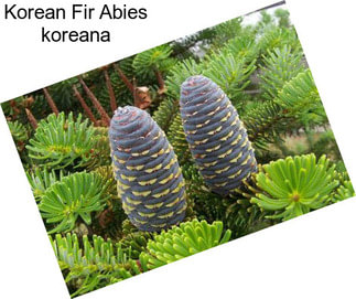 Korean Fir Abies koreana