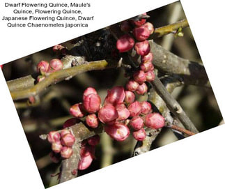 Dwarf Flowering Quince, Maule\'s Quince, Flowering Quince, Japanese Flowering Quince, Dwarf Quince Chaenomeles japonica