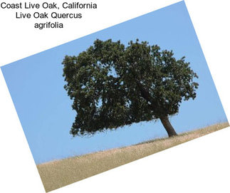 Coast Live Oak, California Live Oak Quercus agrifolia