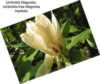 Umbrella Magnolia, Umbrella-tree Magnolia tripetala