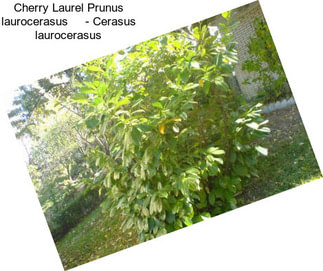 Cherry Laurel Prunus laurocerasus     - Cerasus laurocerasus