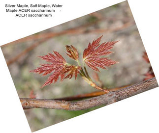Silver Maple, Soft Maple, Water Maple ACER saccharinum     - ACER saccharinum