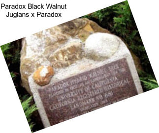 Paradox Black Walnut Juglans x Paradox