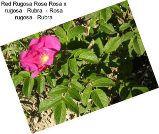 Red Rugosa Rose Rosa x rugosa   Rubra  - Rosa rugosa   Rubra