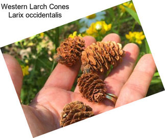 Western Larch Cones Larix occidentalis