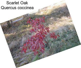 Scarlet Oak Quercus coccinea