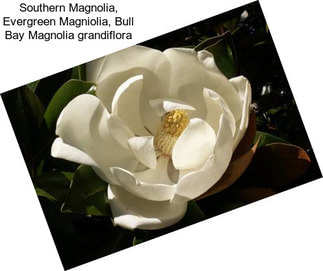 Southern Magnolia, Evergreen Magniolia, Bull Bay Magnolia grandiflora