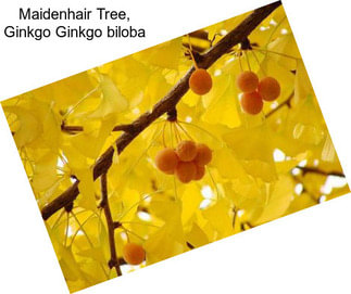 Maidenhair Tree, Ginkgo Ginkgo biloba