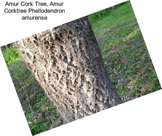 Amur Cork Tree, Amur Corktree Phellodendron amurense