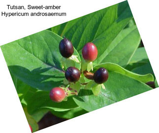 Tutsan, Sweet-amber Hypericum androsaemum