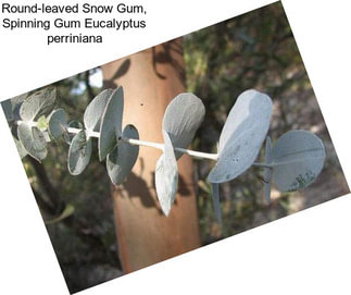 Round-leaved Snow Gum, Spinning Gum Eucalyptus perriniana