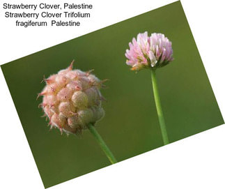 Strawberry Clover, Palestine Strawberry Clover Trifolium fragiferum  Palestine