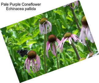 Pale Purple Coneflower Echinacea pallida