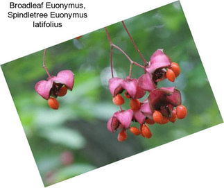 Broadleaf Euonymus, Spindletree Euonymus latifolius