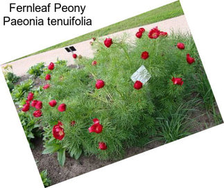 Fernleaf Peony Paeonia tenuifolia