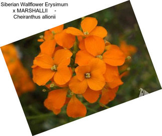 Siberian Wallflower Erysimum x MARSHALLII     - Cheiranthus allionii