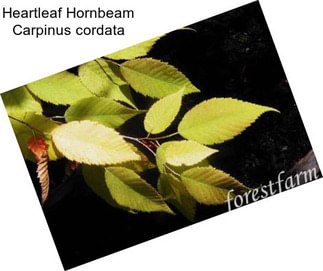 Heartleaf Hornbeam Carpinus cordata