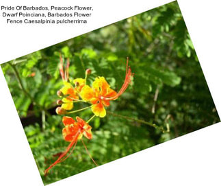 Pride Of Barbados, Peacock Flower, Dwarf Poinciana, Barbados Flower Fence Caesalpinia pulcherrima