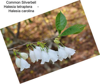 Common Silverbell Halesia tetraptera     - Halesia carolina