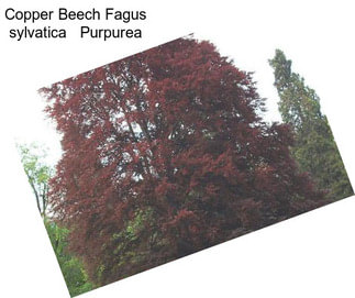 Copper Beech Fagus sylvatica   Purpurea