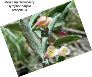 Mountain Snowberry Symphoricarpos oreophilus