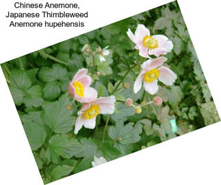 Chinese Anemone, Japanese Thimbleweed Anemone hupehensis