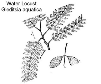 Water Locust Gleditsia aquatica