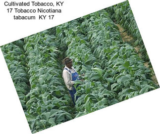 Cultivated Tobacco, KY 17 Tobacco Nicotiana tabacum  KY 17