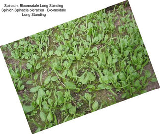 Spinach, Bloomsdale Long Standing Spinich Spinacia oleracea   Bloomsdale Long Standing